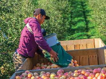 Farm worker helps load surplus apples into crates for distribution to a food bank