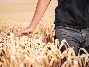 Closeup of a farmer's hand as they walk through a wheat field.