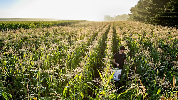 Farmer holding bucket while hand-picking corn in a large cornfield.